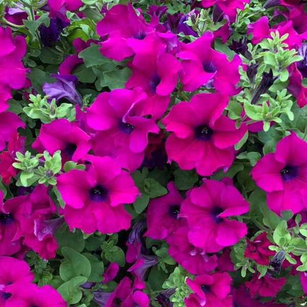 petunia-surfinia giant-purpleC29E33E8-F167-A296-9D15-F0435D896440.jpg